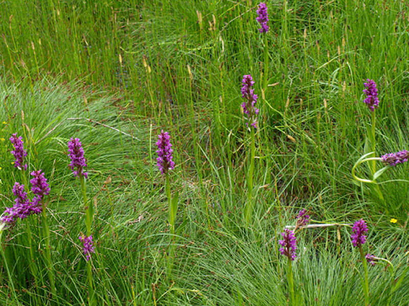 Chiedo ancora aiutooooo (Dactylorhiza incarnata/lapponica?)